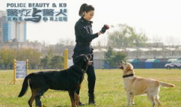 有警犬的电视剧,忠诚守护，正义同行